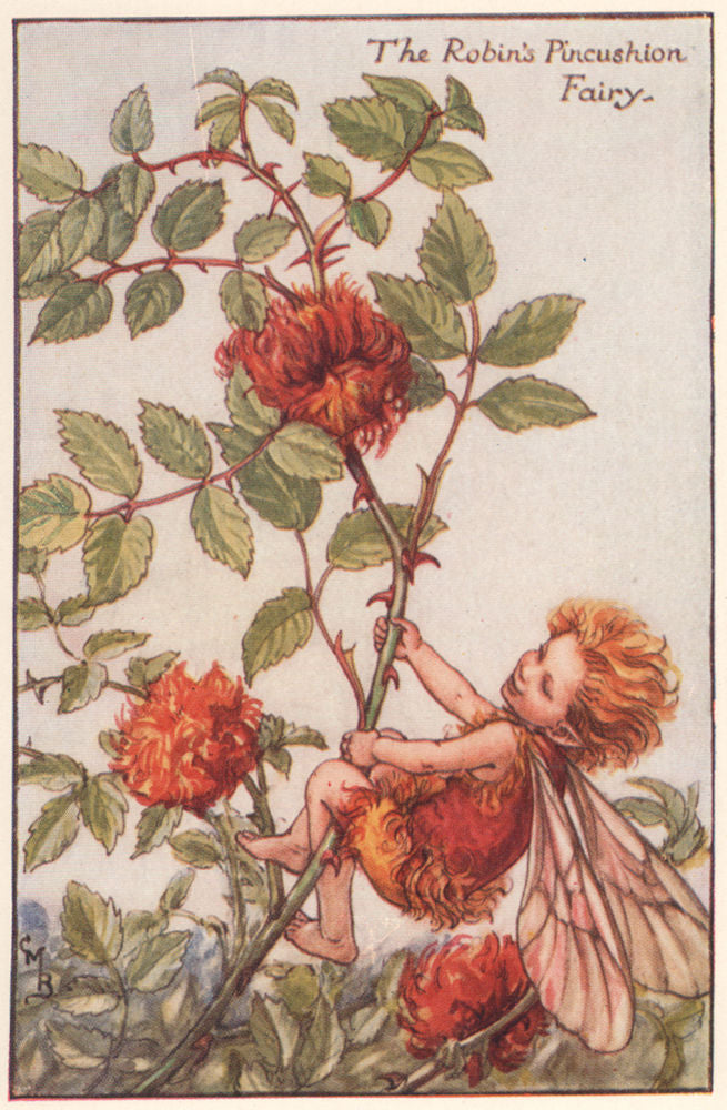 Robin's Pincushion Fairy by Cicely Mary Barker. Autumn Flower Fairies c1935